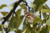 *(17800) Le Petit Mars changeant (Lpidoptre - Nymphalidae - Apatura ilia)
